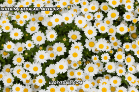 Bitkilerin Faydaları Nelerdir?