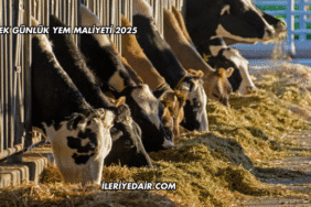 İnek Günlük Yem Maliyeti 2025