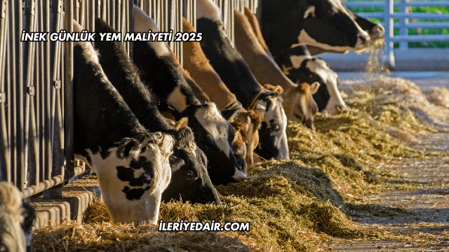 İnek Günlük Yem Maliyeti 2025
