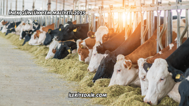 İnek Günlük Yem Maliyeti 2025