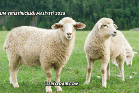 Koyun Yetiştiriciliği Maliyeti 2025