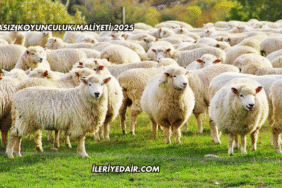 Merasız Koyunculuk Maliyeti 2025