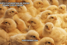 Yumurta Çatladıktan Ne Kadar Sonra Civciv Çıkar?