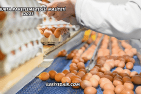 Yumurta Paketleme Tesisi Maliyeti 2025