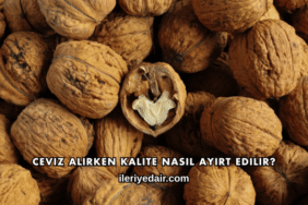Ceviz Alırken Kalite Nasıl Ayırt Edilir?