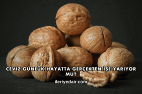 Ceviz Günlük Hayatta Gerçekten İşe Yarıyor mu?