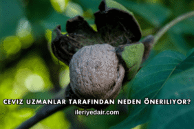 Ceviz Uzmanlar Tarafından Neden Öneriliyor?